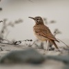 Skrivan dudkovity - Alaemon alaudipes - Greater Hoopoe-Lark o1591
